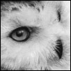 Snow Owl II