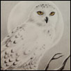 Snow Owl by Zindy