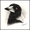Australian Magpie by Zindy