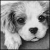 Cavalier King Charles Spaniel Puppy Drawing
