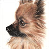 Pomeranian Dog Portrait by Zindy