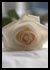 White Rose/ Thank you