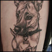 Dog Portrait Tattoo ZindyInk