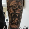 Roarin Lion Tattoo Zindy