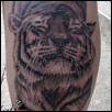 Tiger Tattoo ZindyInk