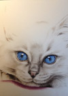 Ragdoll Cat Drawing