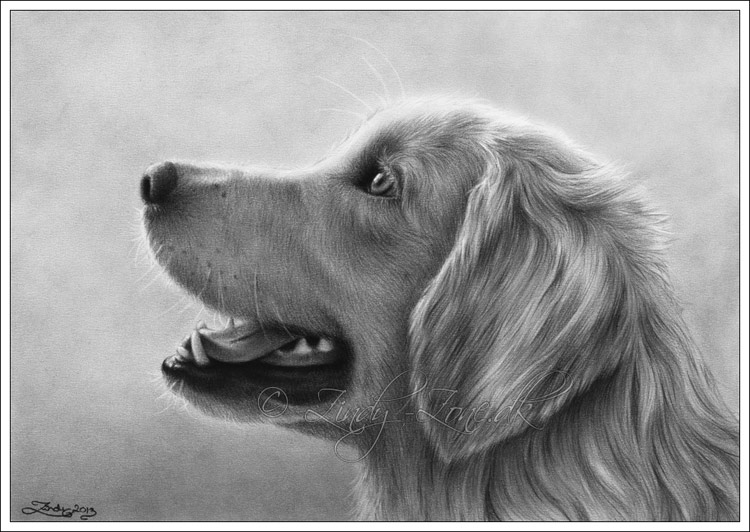 Golden Retriever Dog