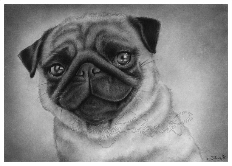 Pug Dog Drawing