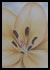 Framed Lilies