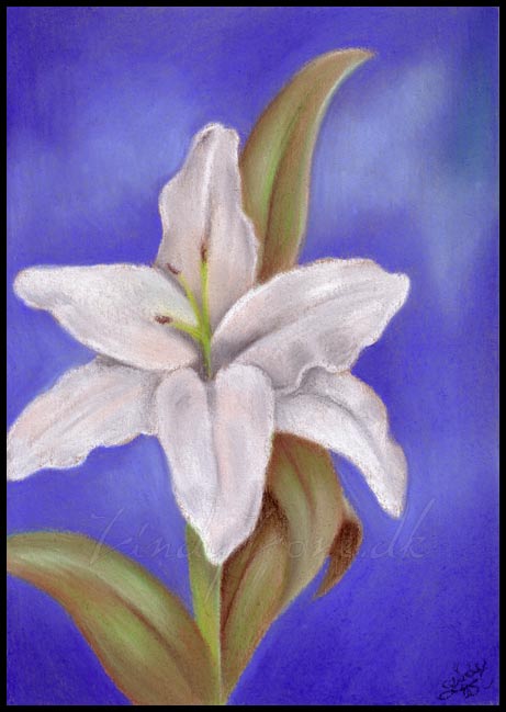 Lily