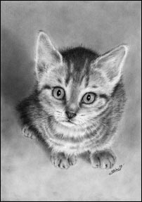 Animal Portraits
