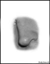 Nose photo
