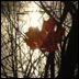 Autumn photo by Tara